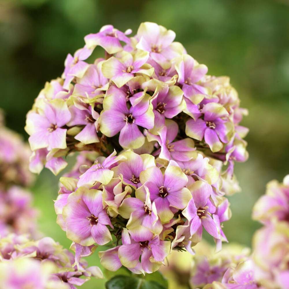 Høstfloks 'Sherbet Blend'